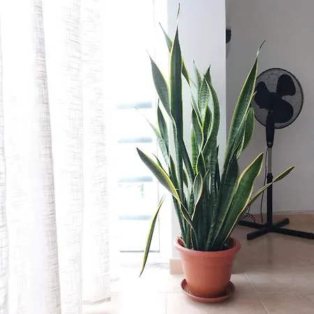 Apartamento Estrela Do Mar - T3